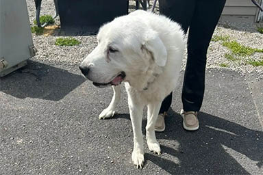 Finge di essere debole per essere adottato: Rambo, cane attore da Oscar