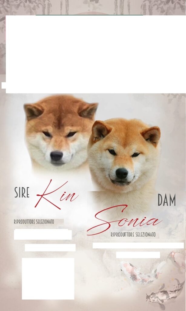 CUCCIOLE SHIBA RIPRODUZIONE SELEZIONATA