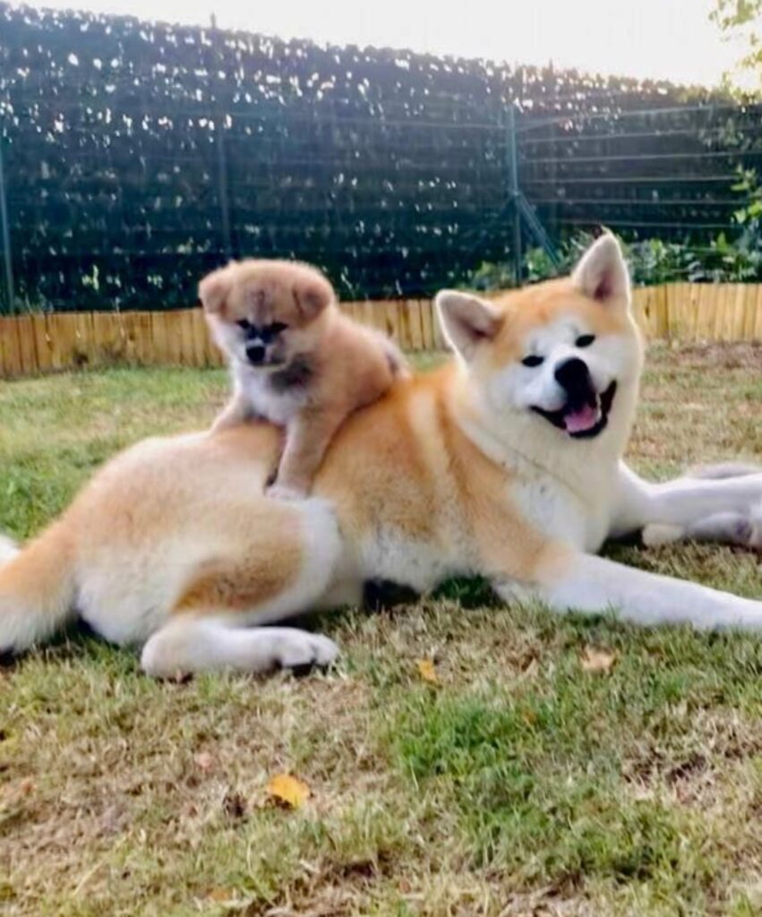CUCCIOLI AKITA INU LOMBARDIA