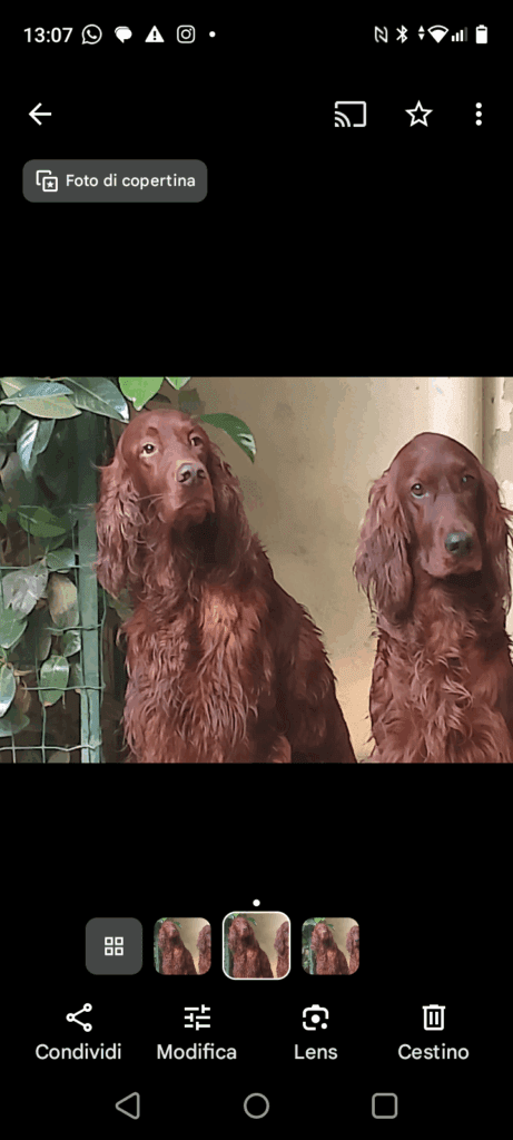 Setter irlandesi rossi