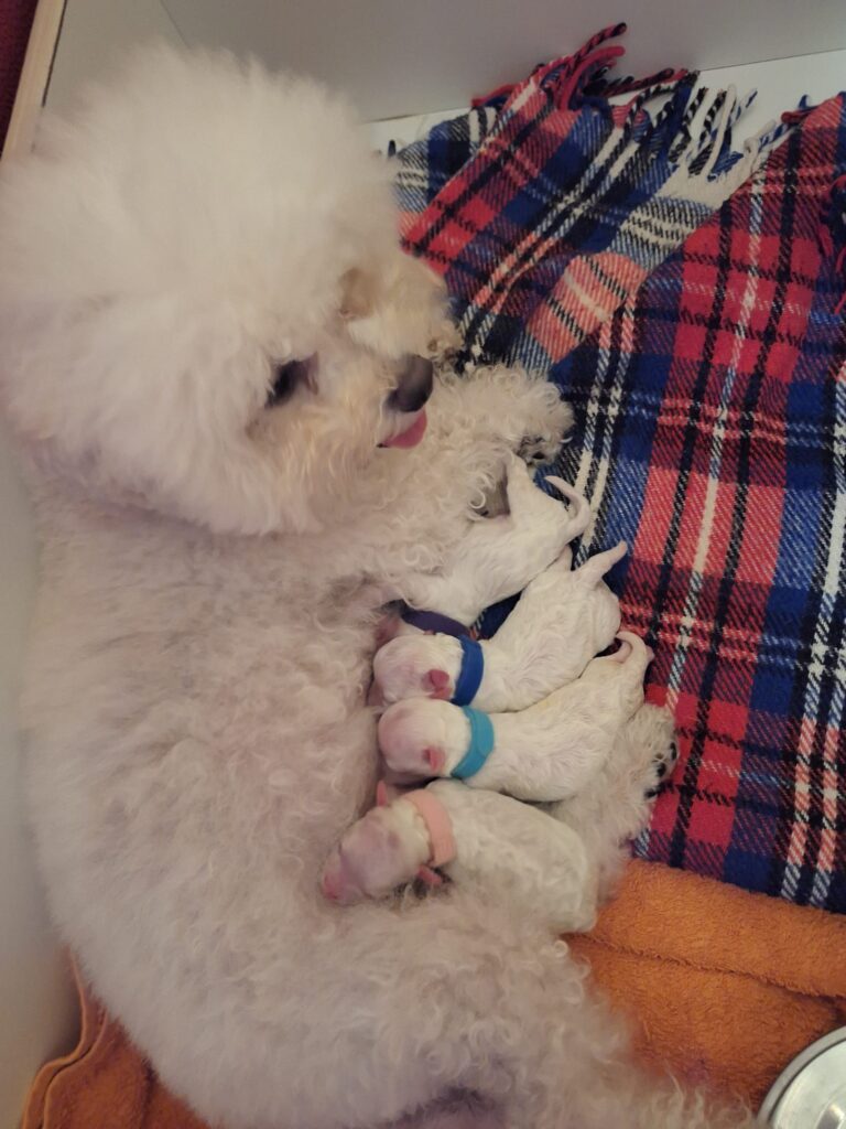 Disponibili cuccioli di razza Bolognese