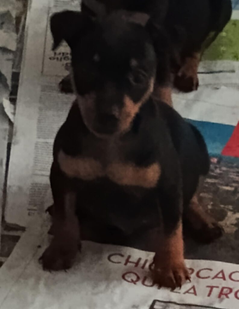 Cucciolo maschio di Zwergpinscher nero focato