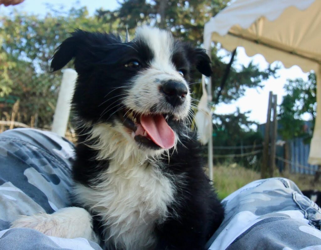 Border Collie Cuccioli