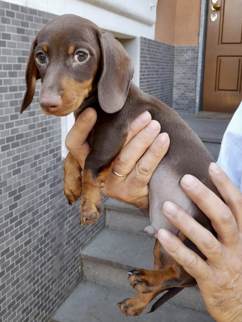Cucciolo bassotto cioccolato