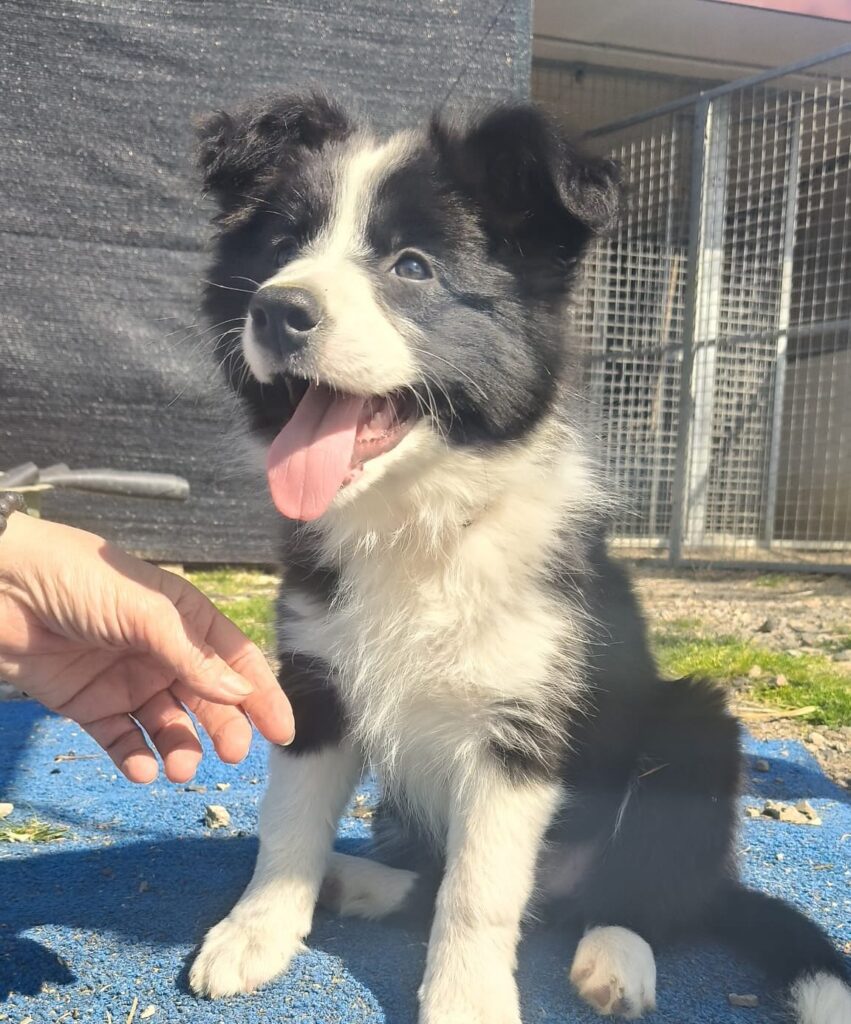 Border Collie Cuccioli