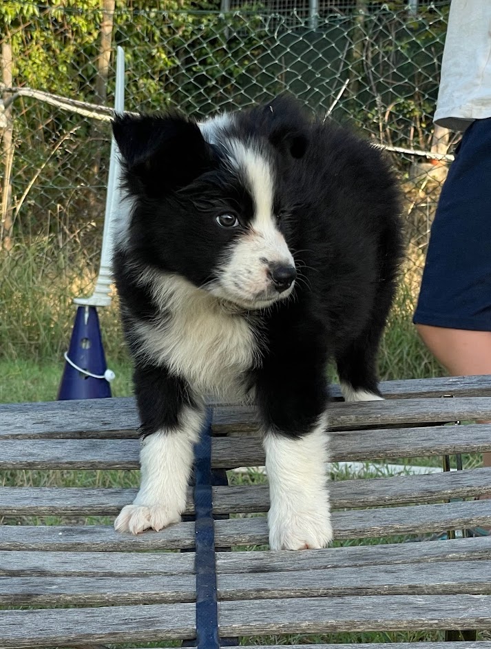 Border Collie Cuccioli