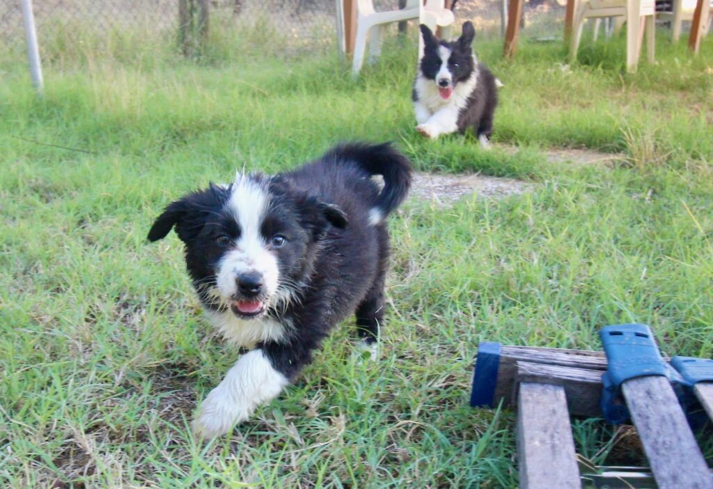 Border Collie Cuccioli