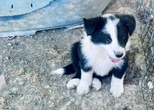 Border Collie Cuccioli