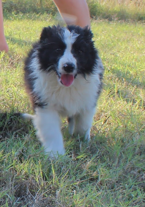Border Collie Cuccioli