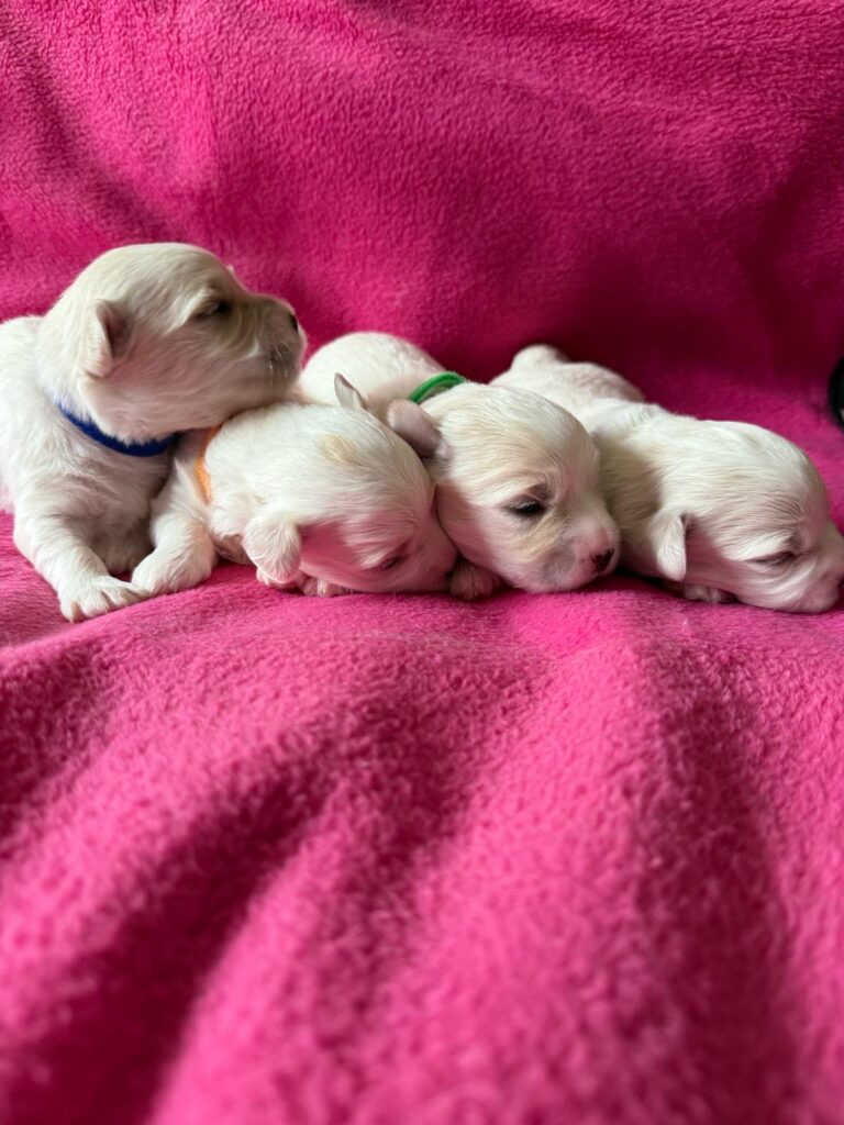 Cucciolo di Coton de tulear