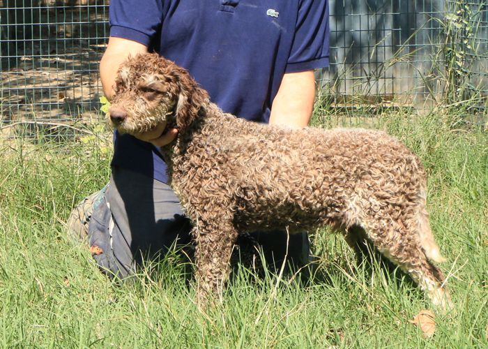 Lagotto romagnolo - maschio giovane 2