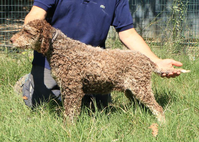 Lagotto romagnolo - maschio giovane 2