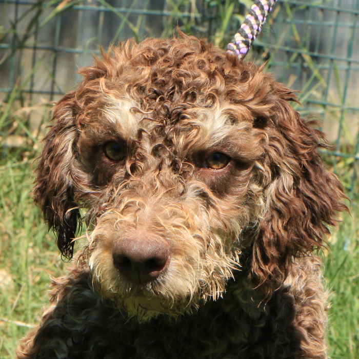 Lagotto romagnolo - maschio giovane 2