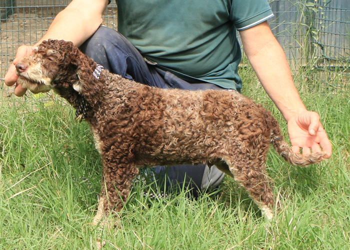 Lagotto romagnolo - maschio giovane 1