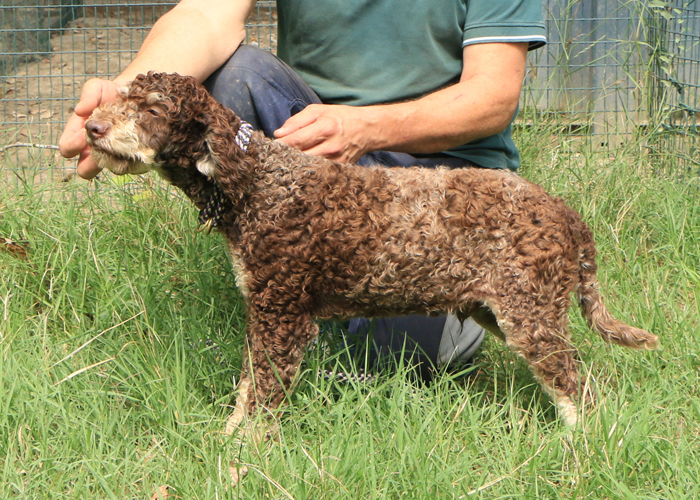 Lagotto romagnolo - maschio giovane 1