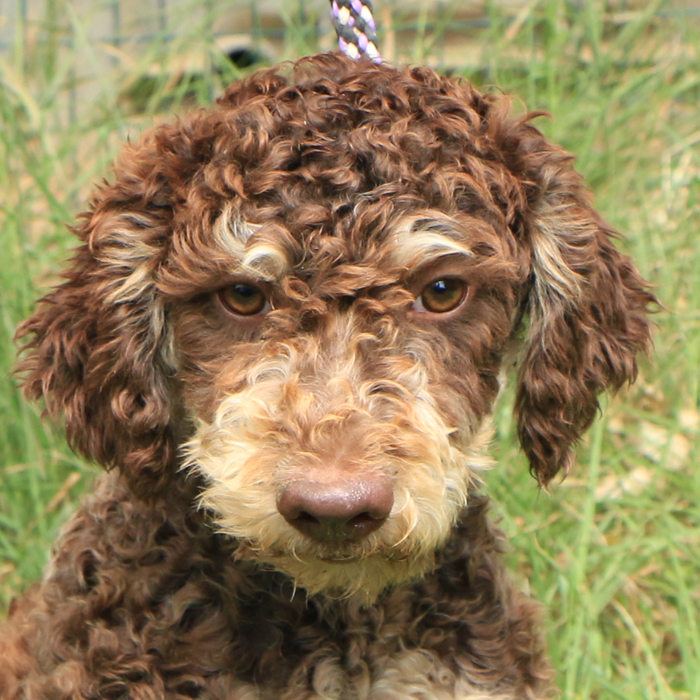 Lagotto romagnolo - maschio giovane 1