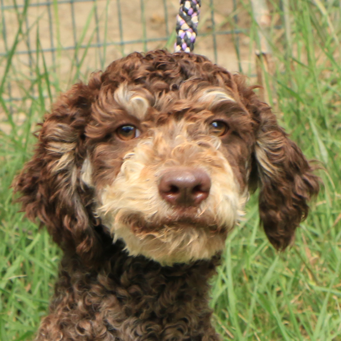 Lagotto romagnolo - maschio giovane 1