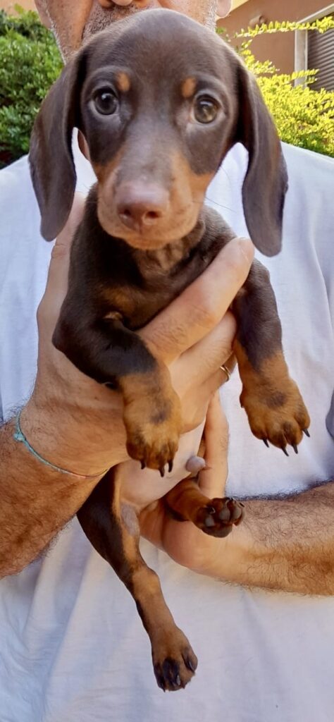 Cucciolo bassotto cioccolato