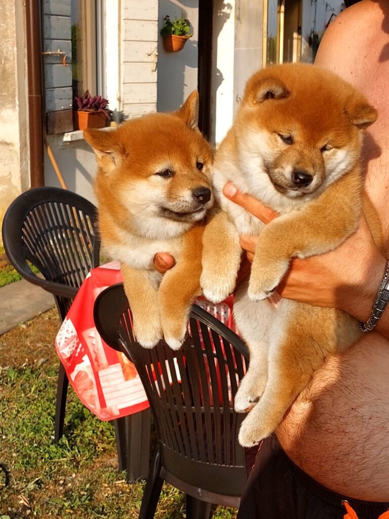 CUCCIOLE SHIBA RIPRODUZIONE SELEZIONATA