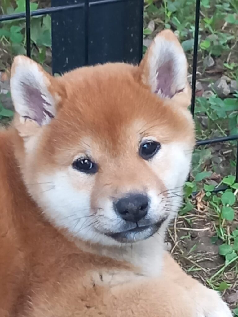 CUCCIOLE SHIBA RIPRODUZIONE SELEZIONATA