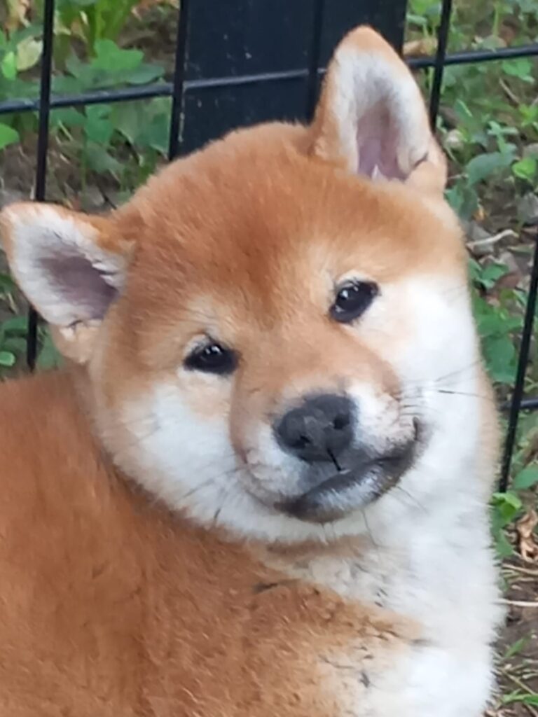 CUCCIOLE SHIBA RIPRODUZIONE SELEZIONATA