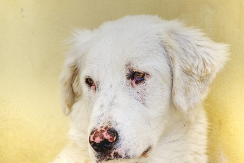 Nix in adozione gratuita, mix Golden