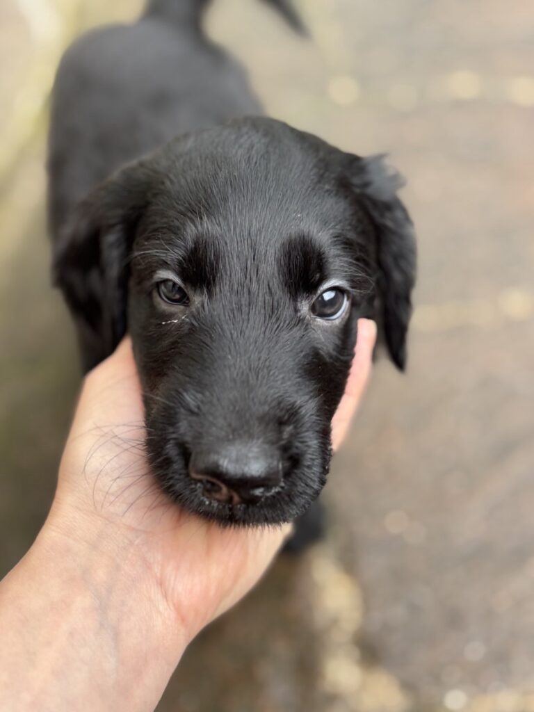 Cuccioli Flat Coated Retriever