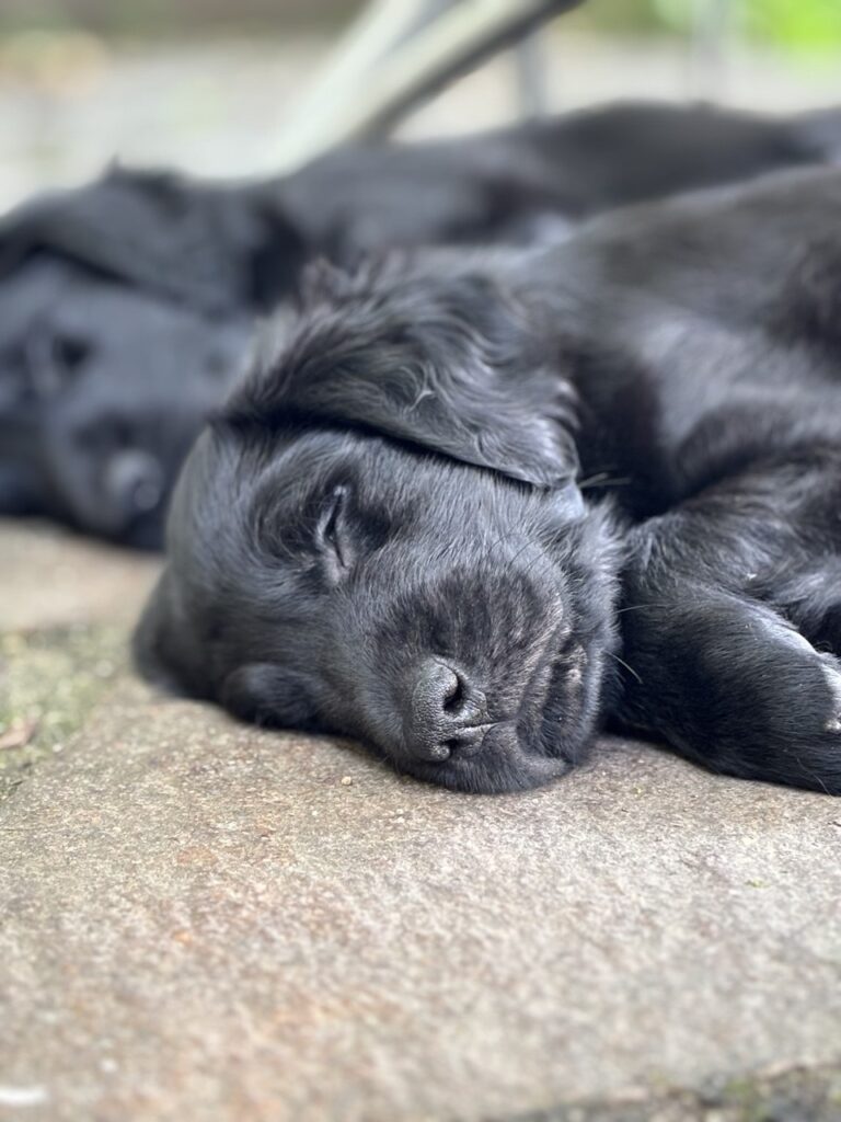 Cuccioli Flat Coated Retriever