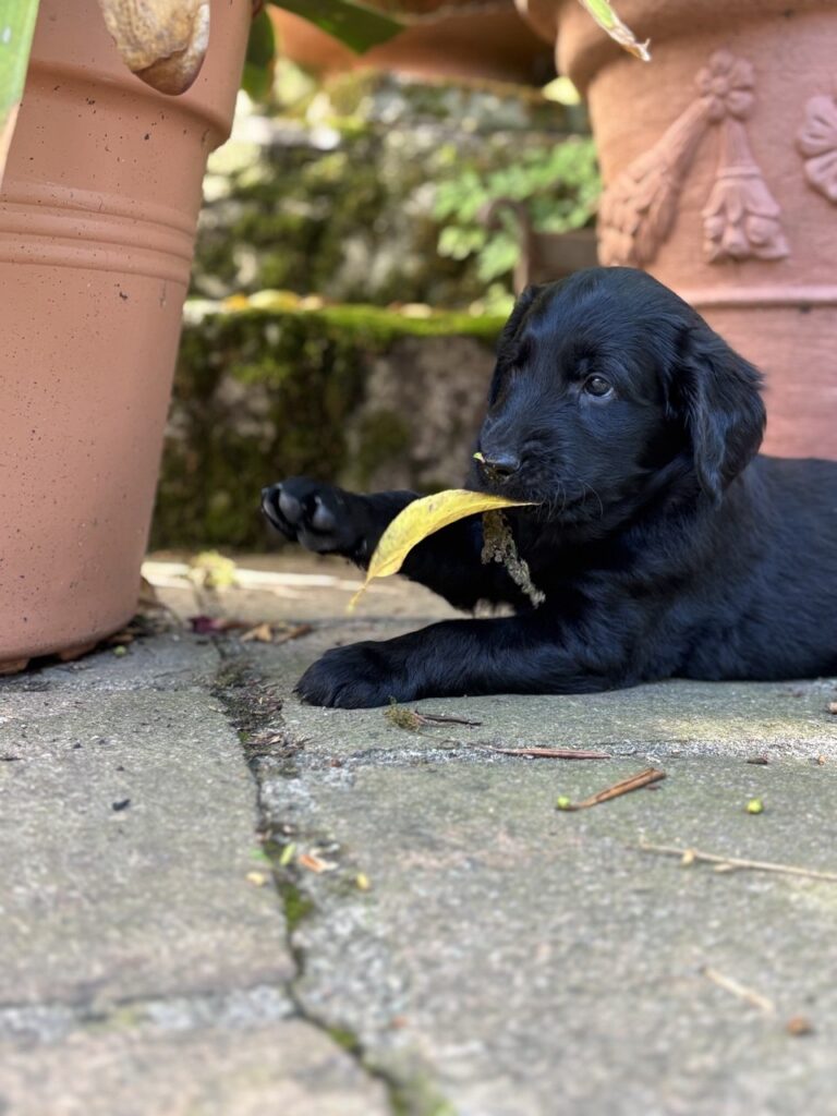 Cuccioli Flat Coated Retriever