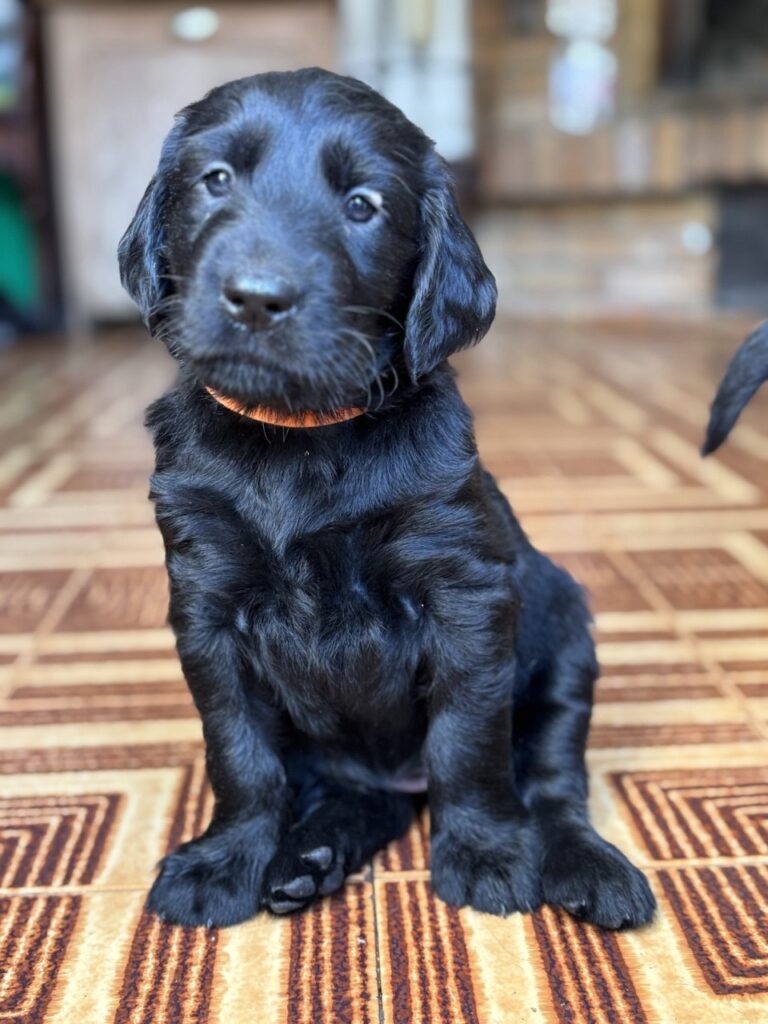 Cuccioli Flat Coated Retriever