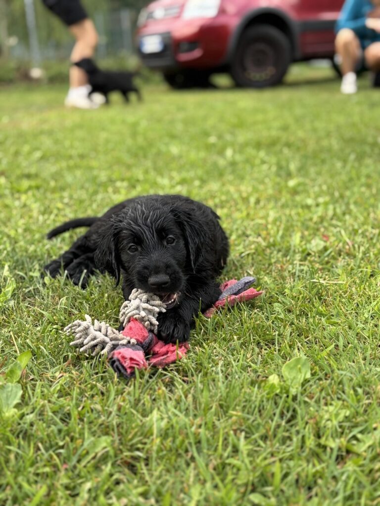Cuccioli Flat Coated Retriever