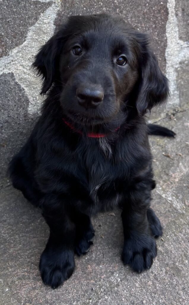 Cuccioli Flat Coated Retriever