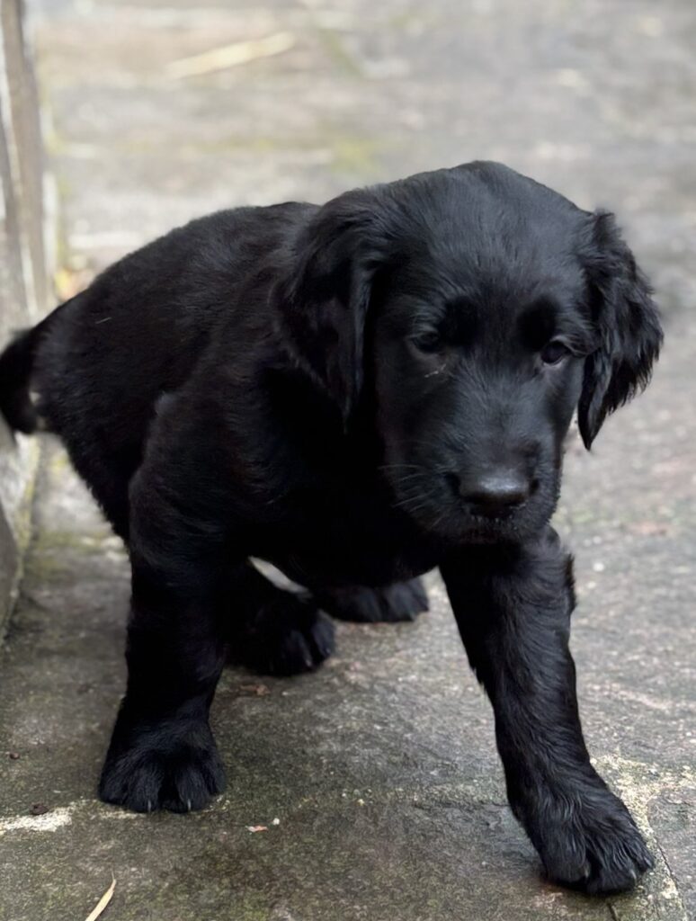 Cuccioli Flat Coated Retriever