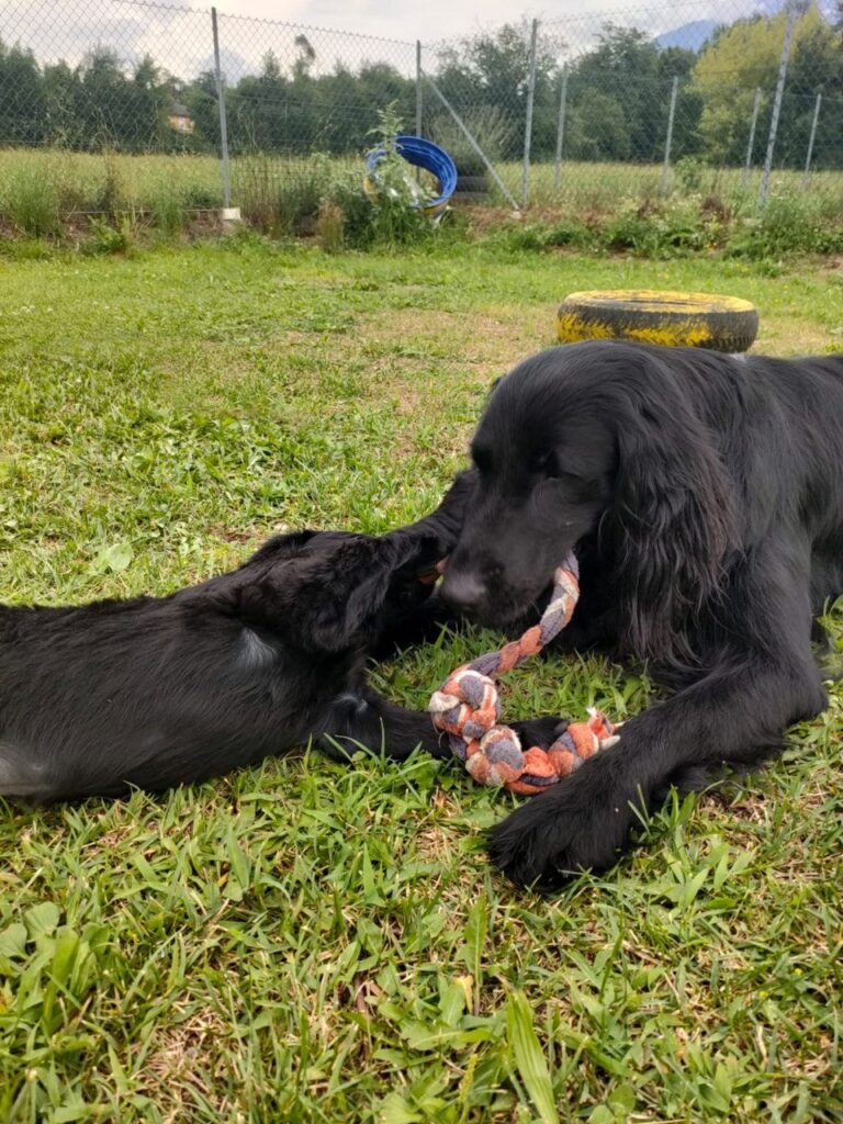 Cuccioli Flat Coated Retriever