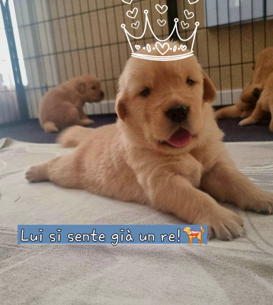Cuccioli di Golden Retriver Americani 100%