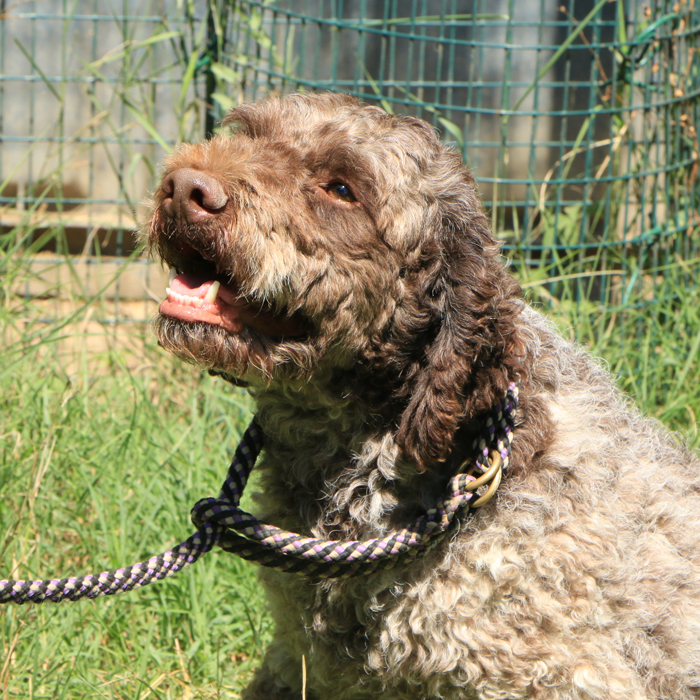 Lagotto romagnolo - maschio adulto 2