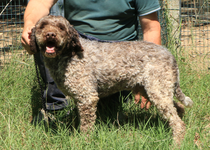 Lagotto romagnolo - maschio adulto 2