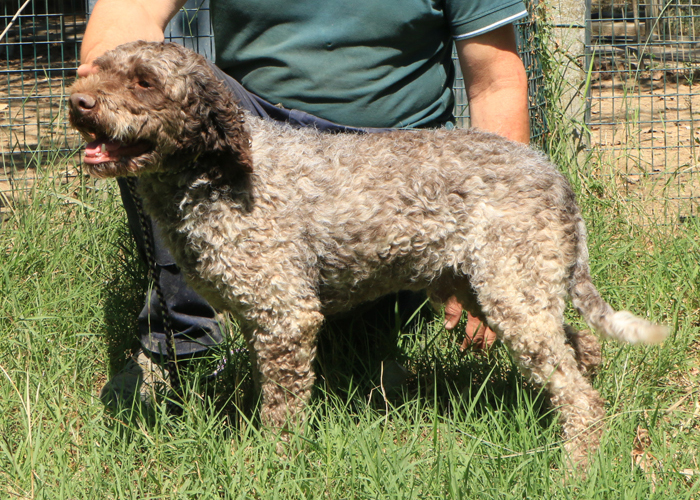 Lagotto romagnolo - maschio adulto 2