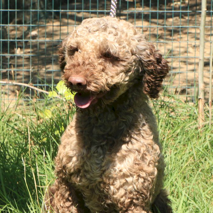 Lagotto romagnolo - maschio adulto 1