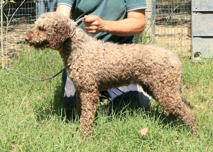 Lagotto romagnolo - maschio adulto 1