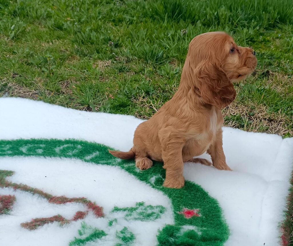 CUCCIOLI DI COCKER SPANIEL INGLESE CON PEDIGREE ENCI