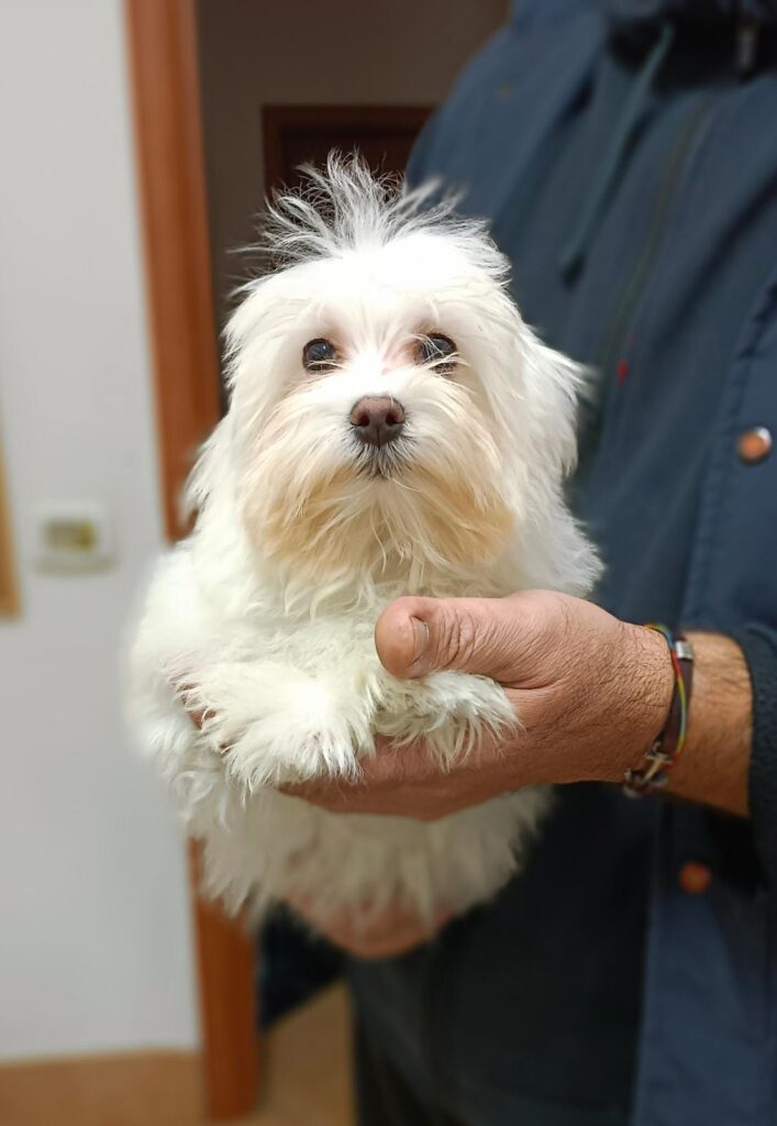 CUCCIOLI DI MALTESE