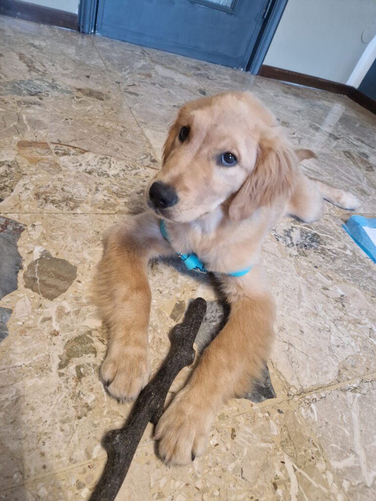 Golden Retriever con pedigree