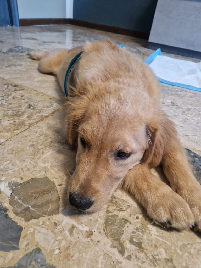 Golden Retriever con pedigree