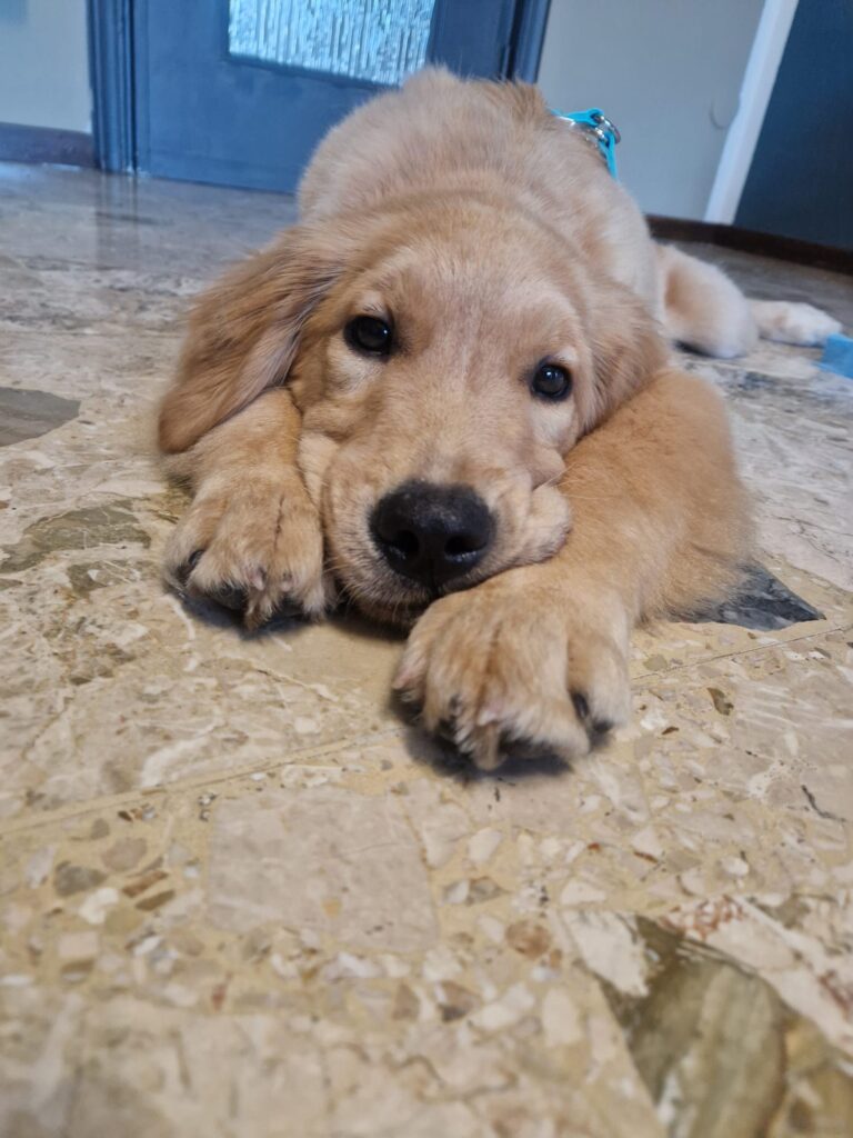 Golden Retriever con pedigree