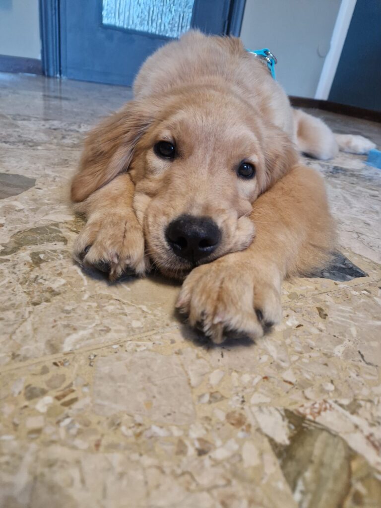 Golden Retriever con pedigree