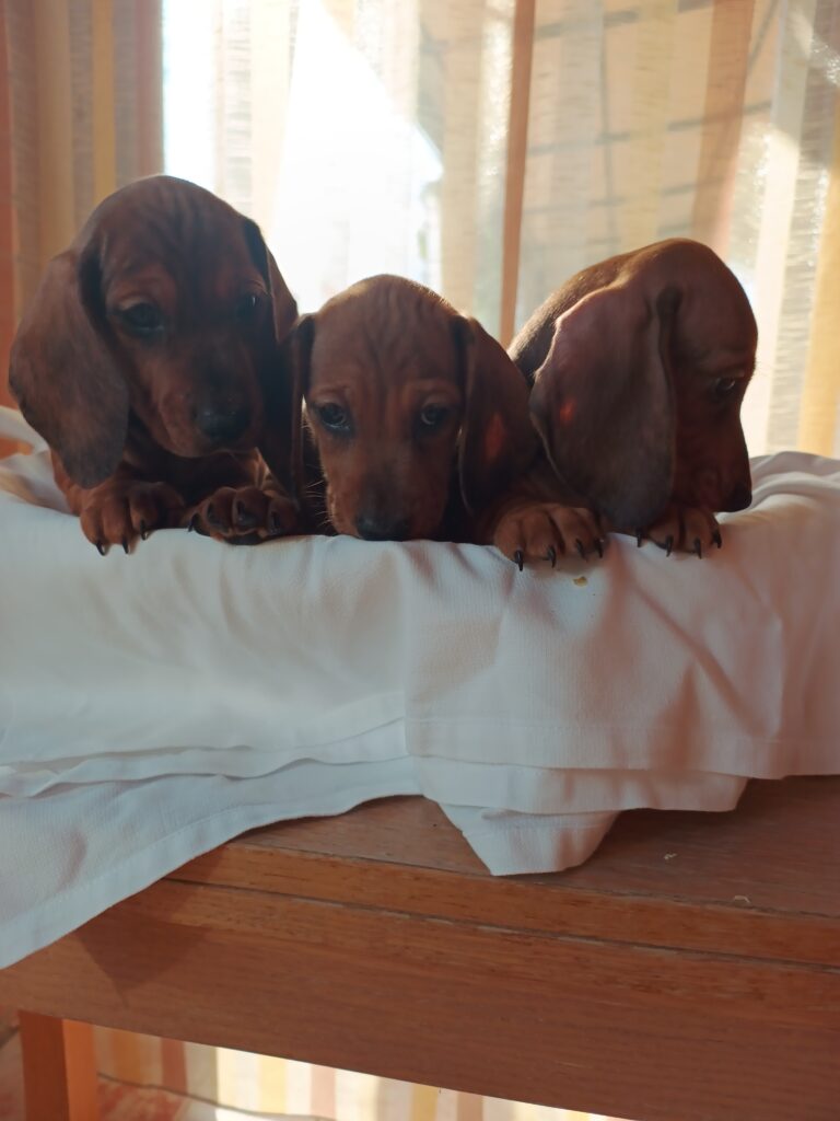 BASSOTTI TEDESCHI PELO CORTO