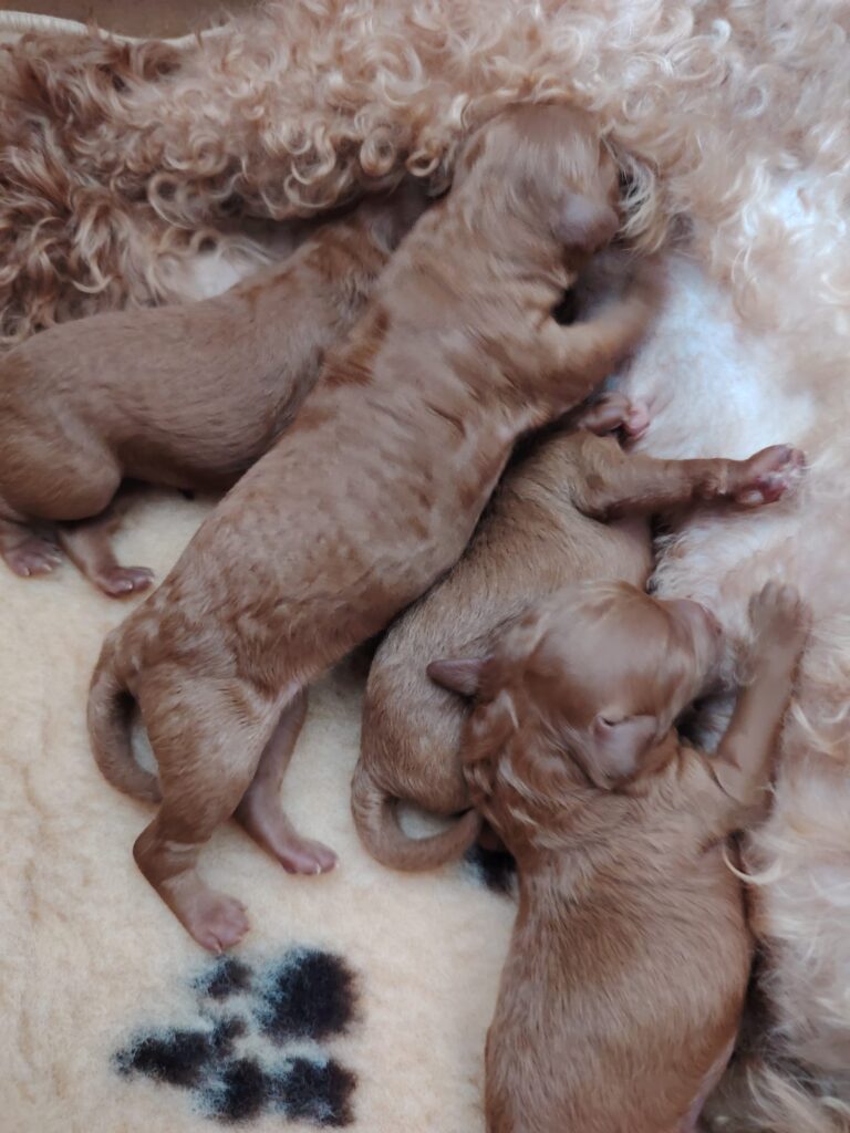 Barboncino Toy Red pedigree Enci