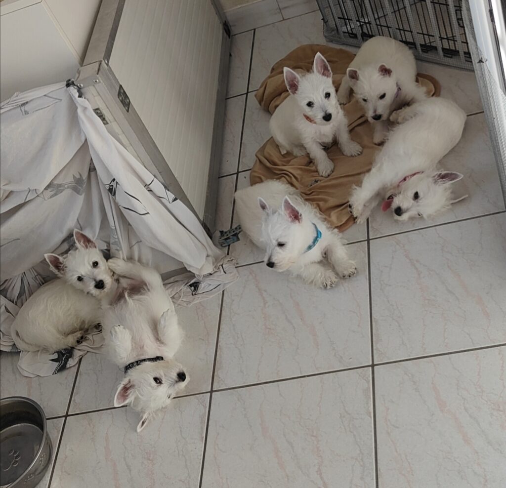 Cuccioli di west highland White terrier disponibili