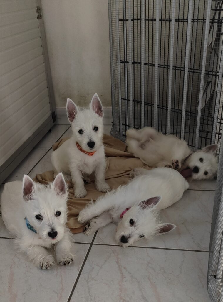 Cuccioli di west highland White terrier disponibili